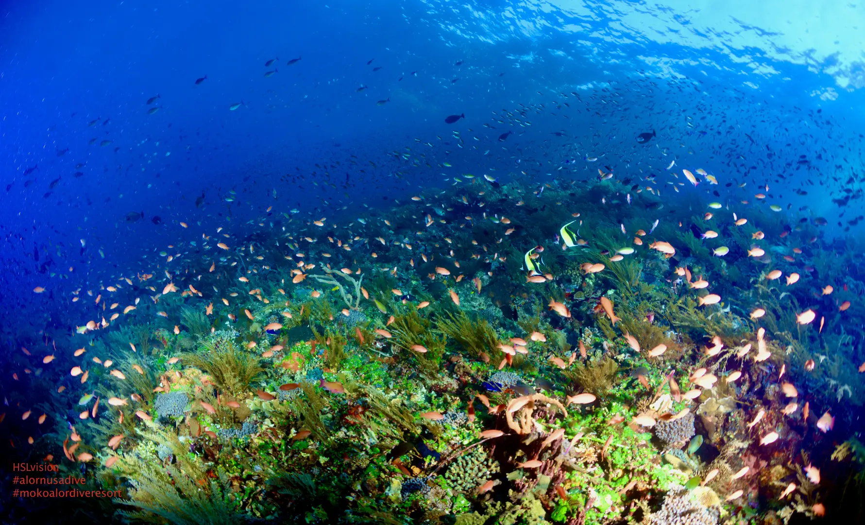 Dive Packages