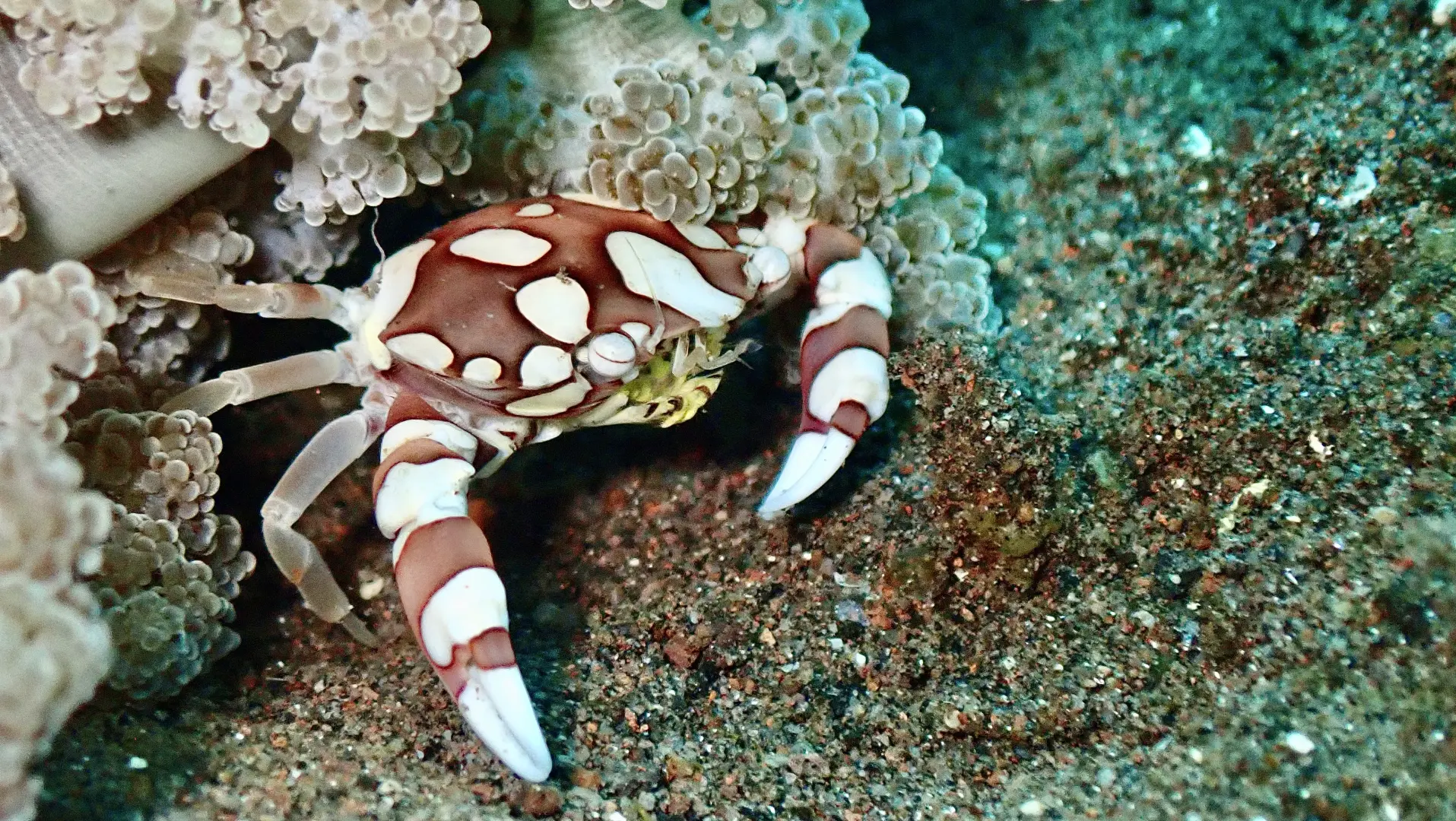 Dive Packages