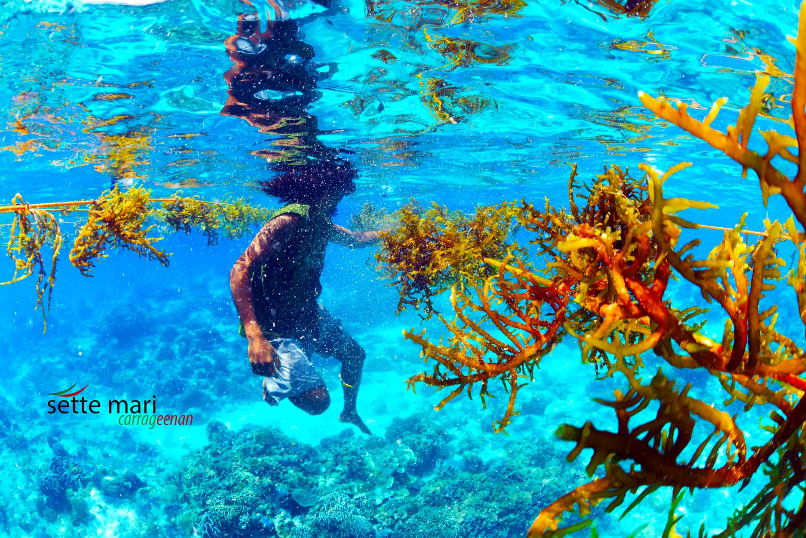 Seaweed Farming
