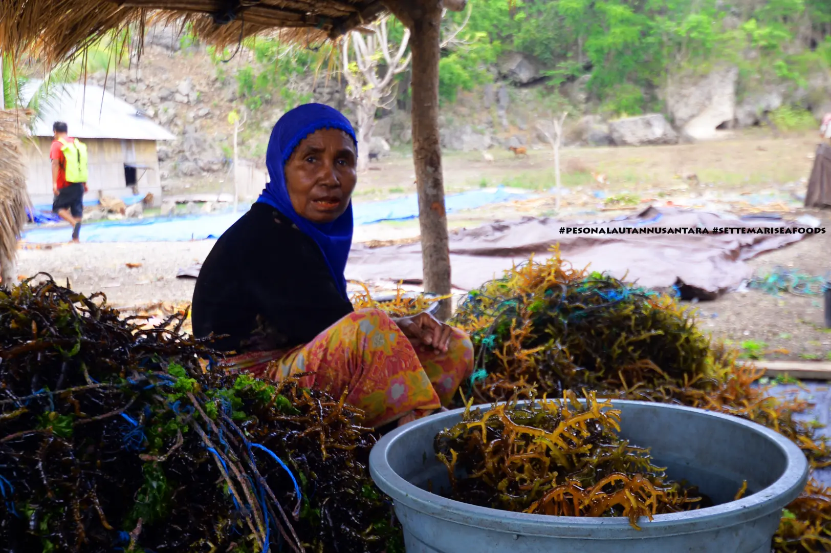 Seaweed Farming