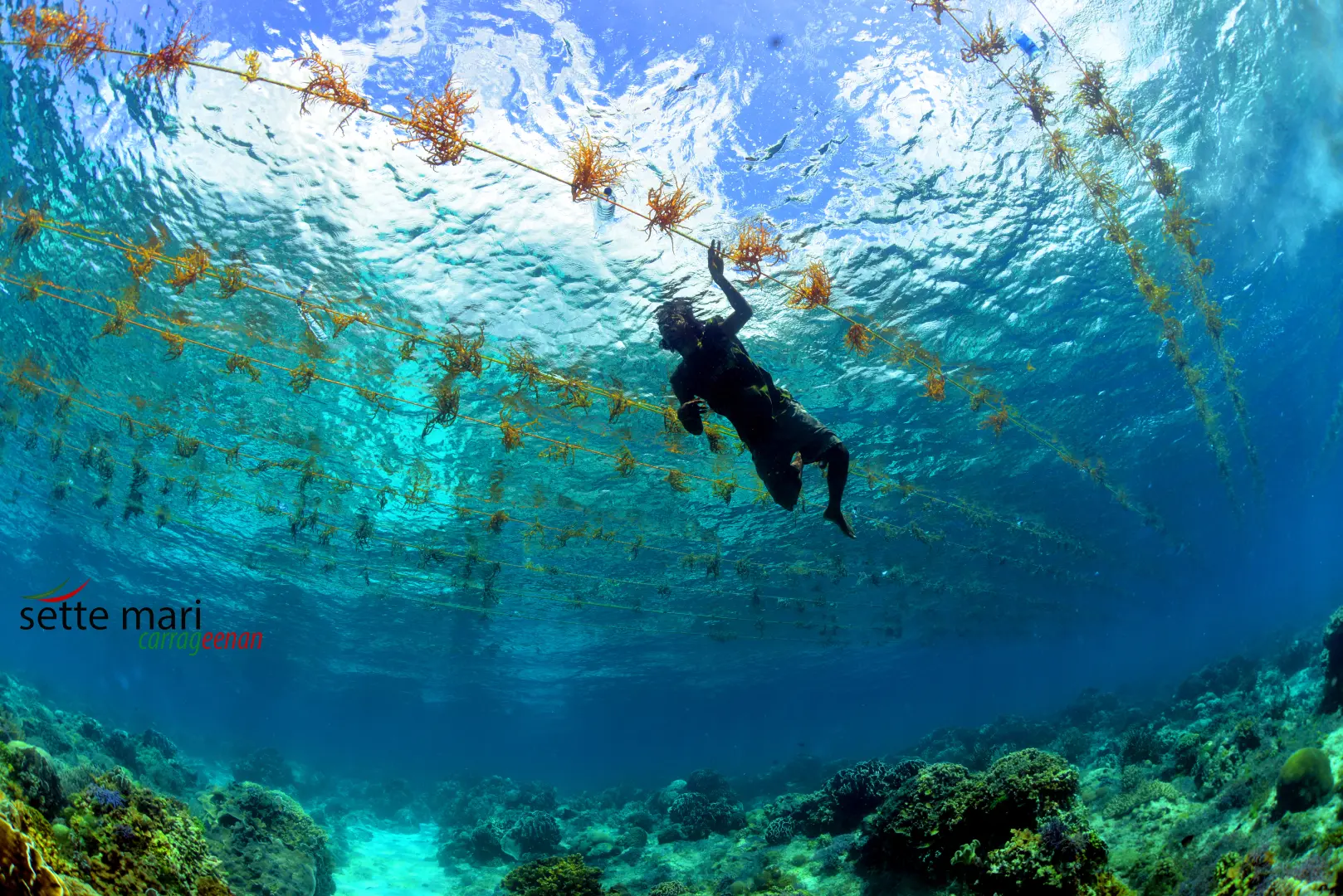 Seaweed Farming