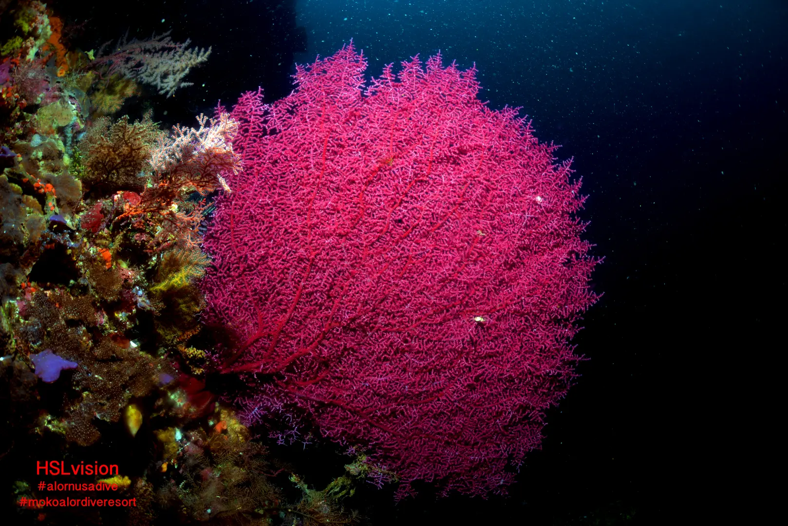 Coral Dive