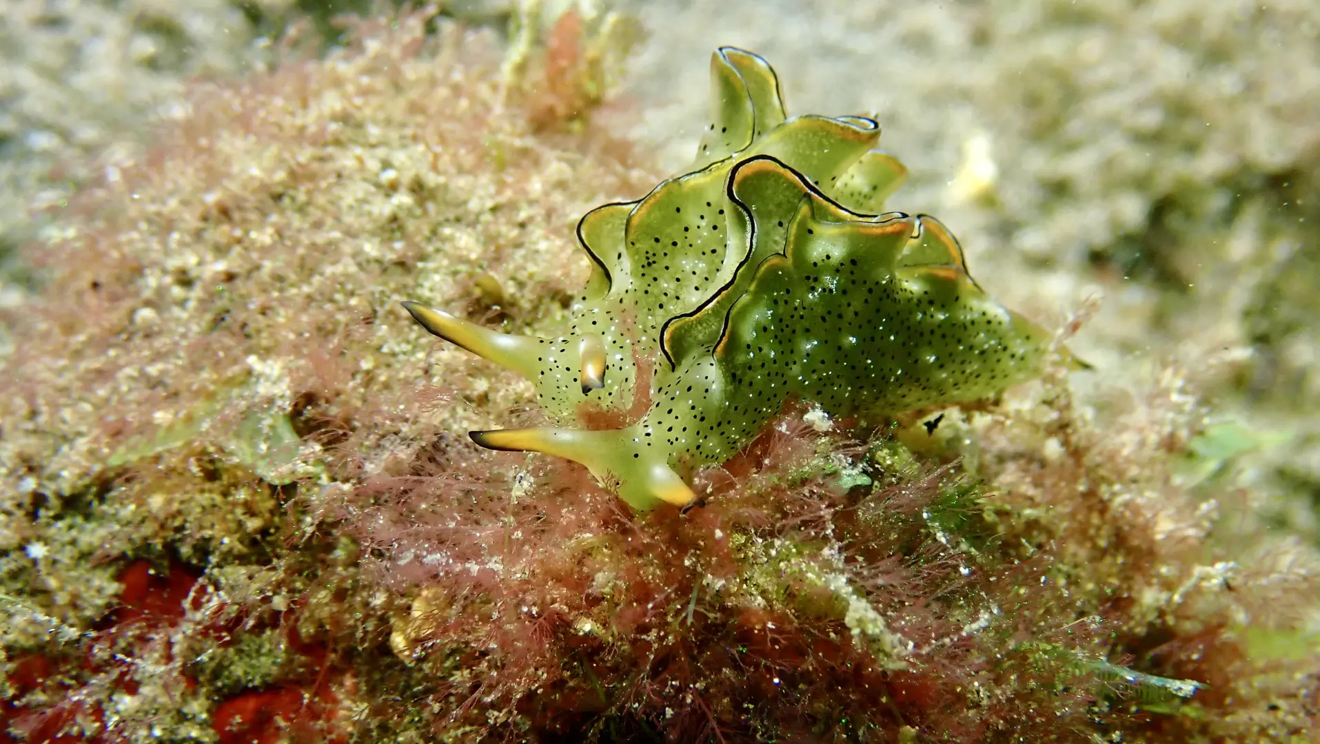 Muck Dive