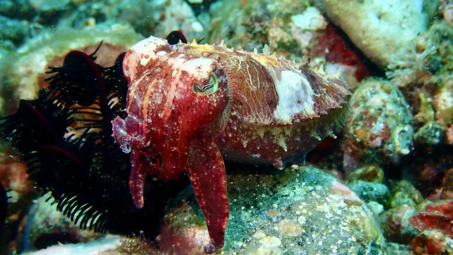 Muck Dive