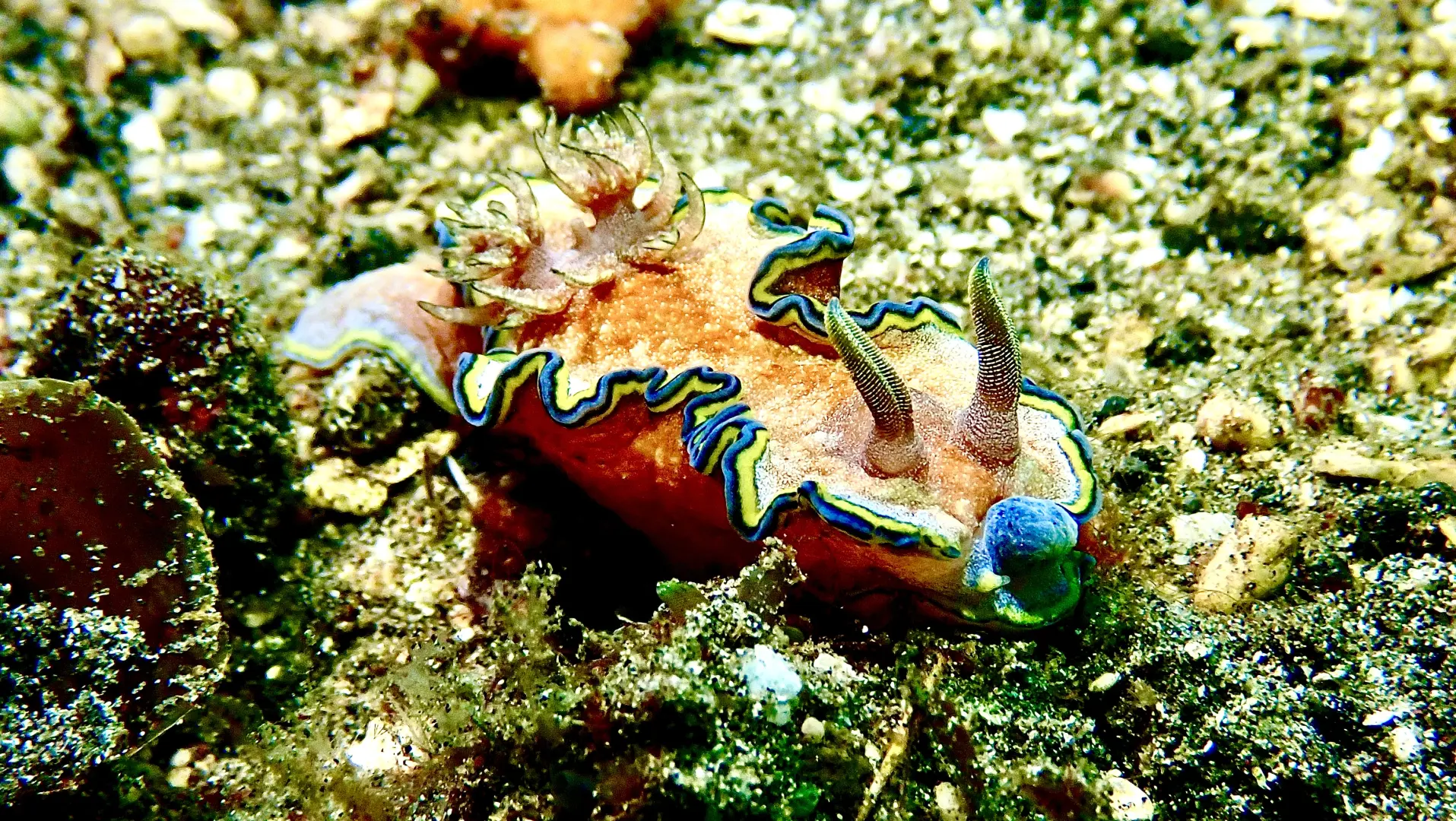 Muck Dive
