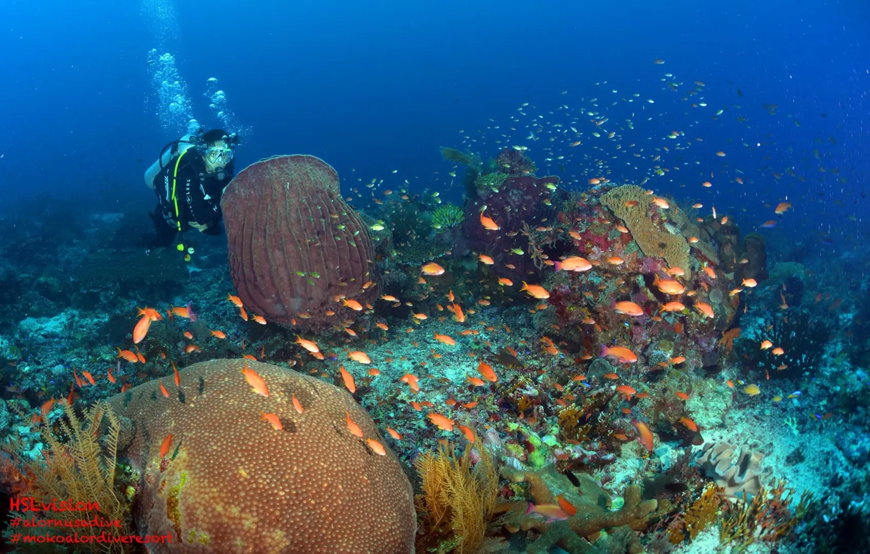 Coral Dive