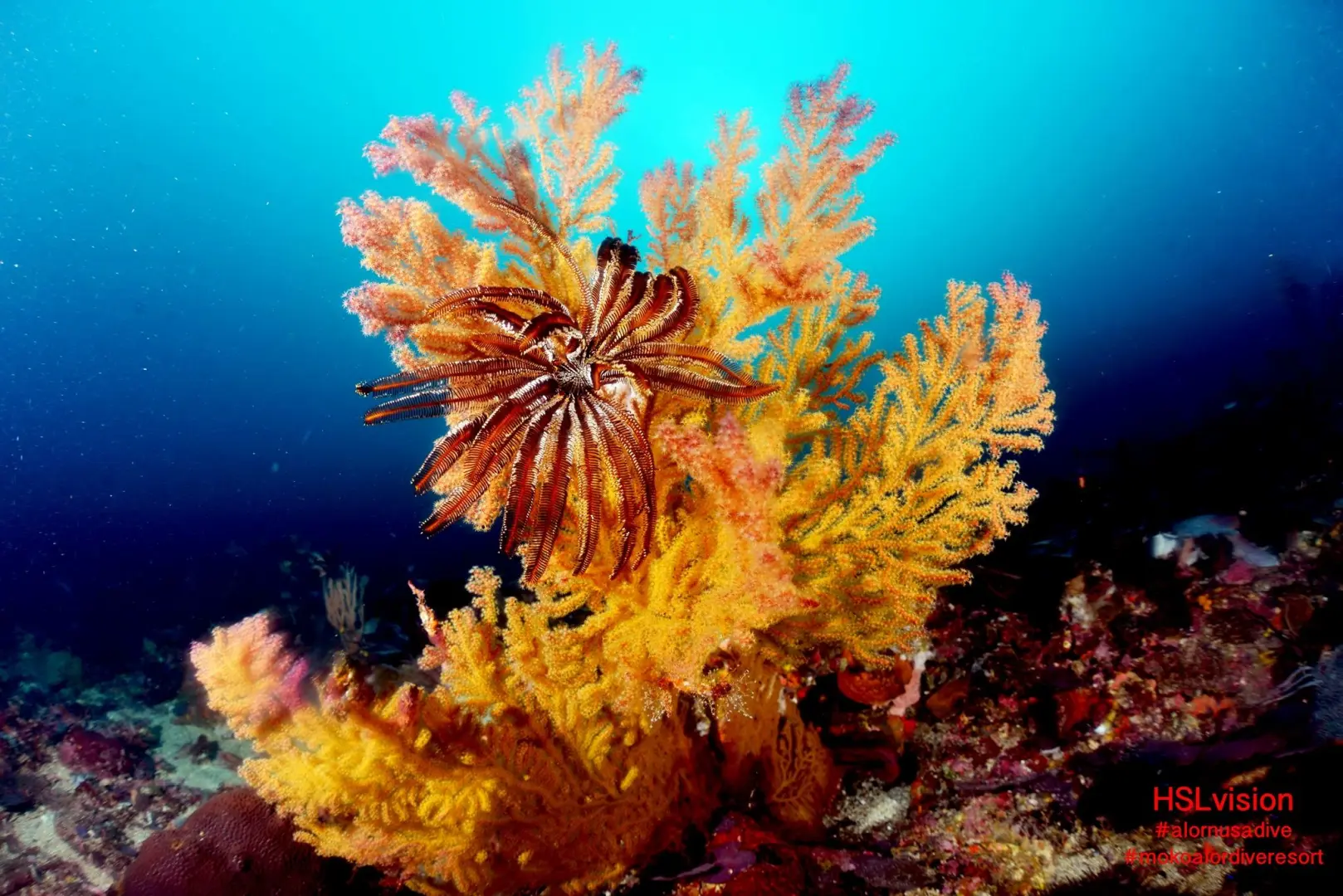 Coral Dive