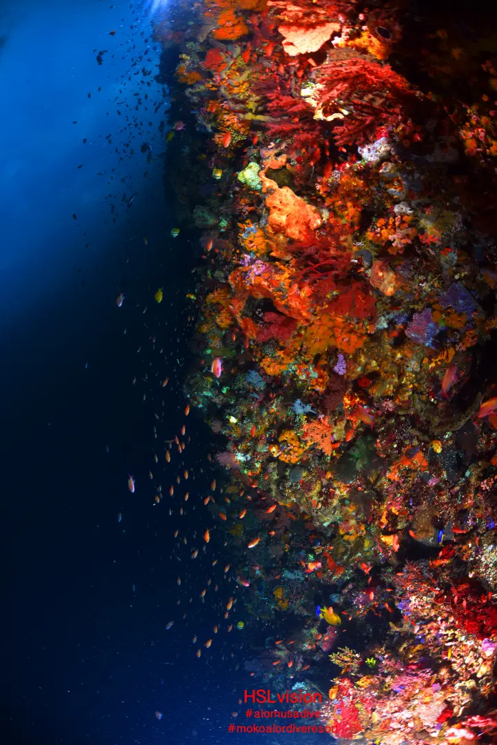 Coral Dive