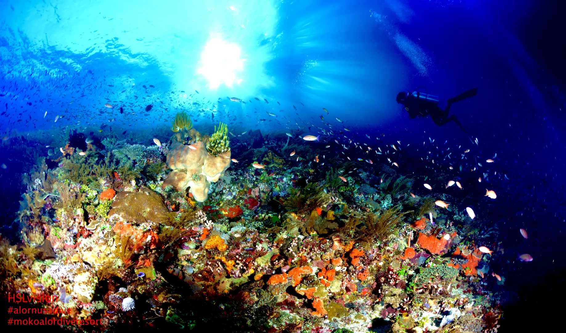Coral Dive