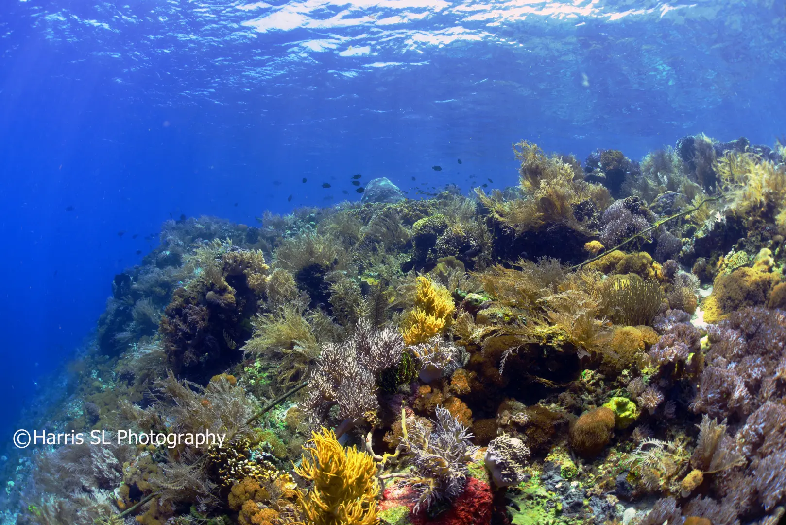 Underwater World