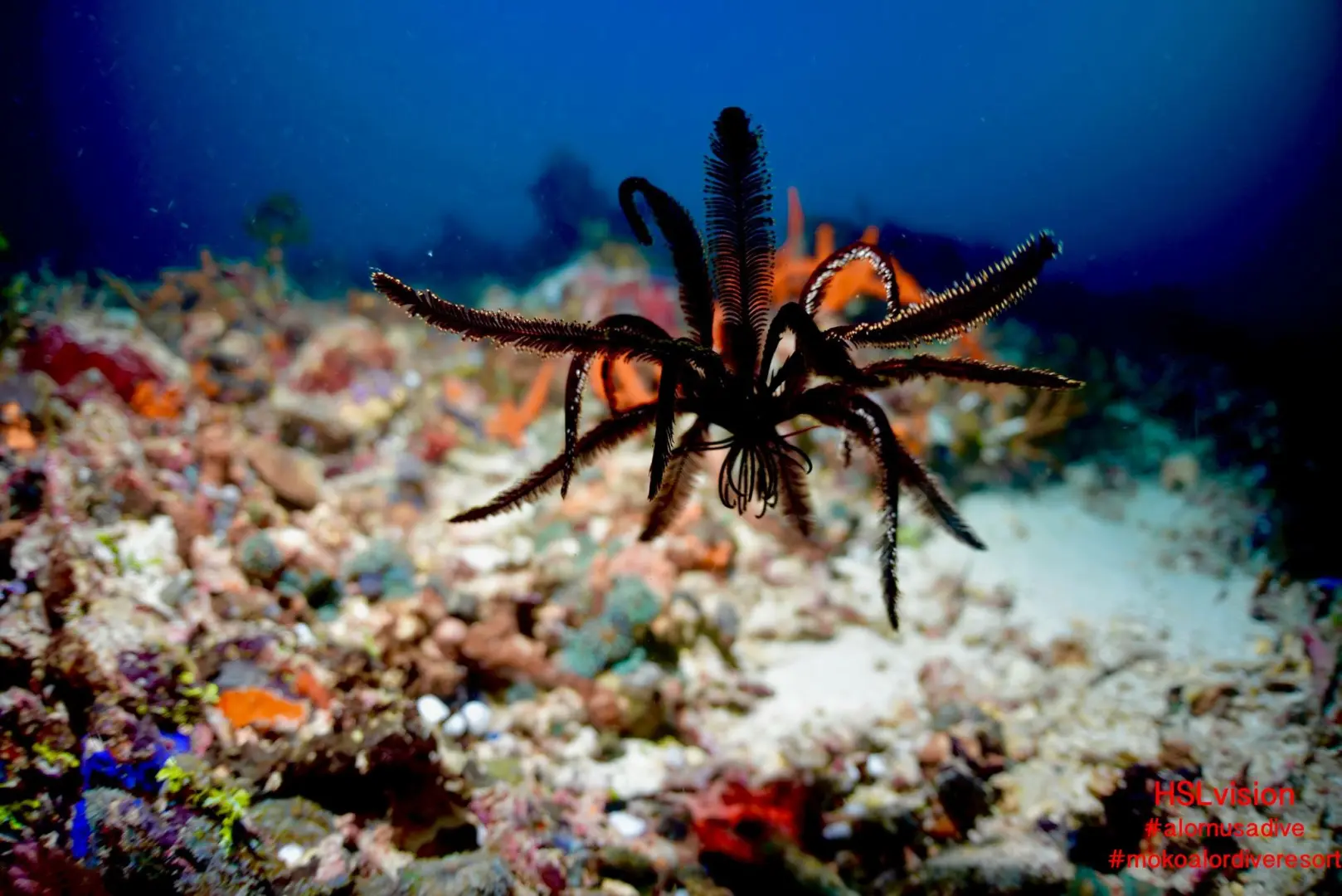 Underwater World