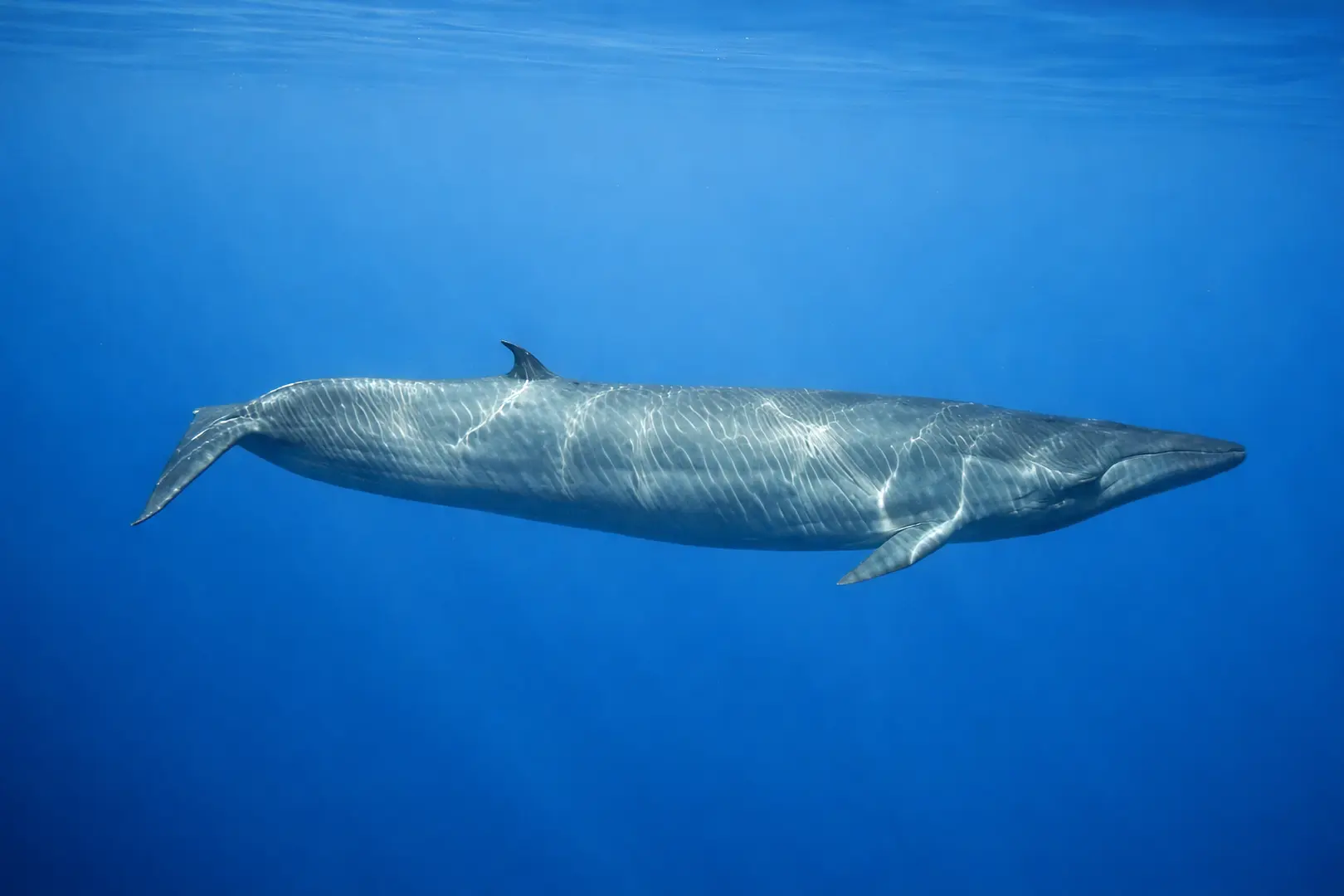 Whale Watching
