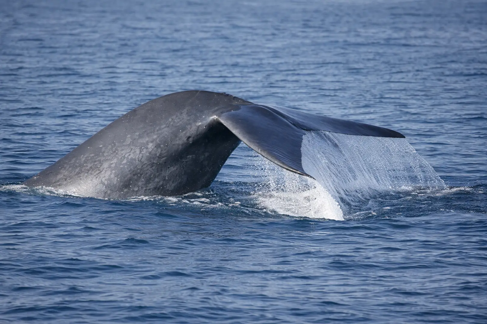 Whale Watching
