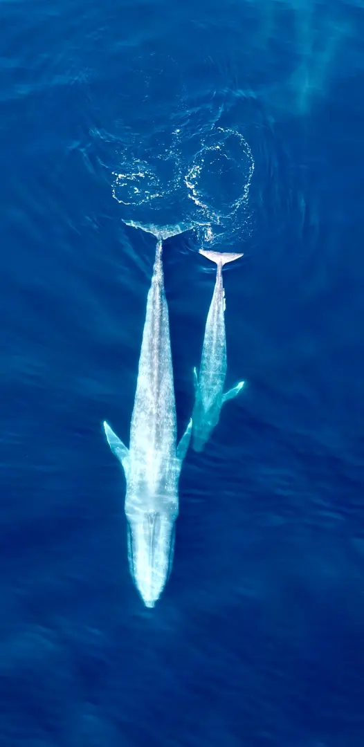 Whale Watching