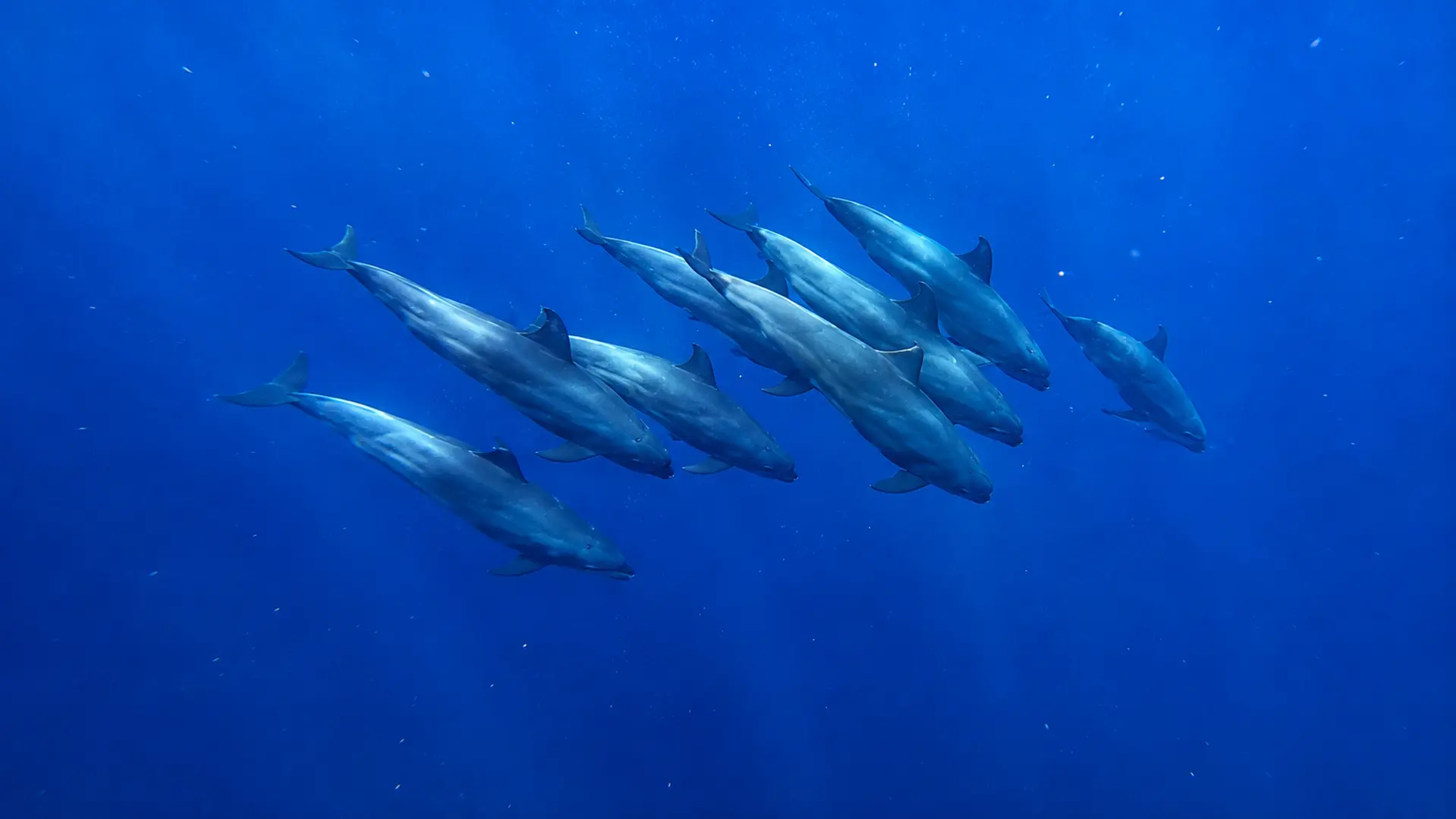 Whale Watching