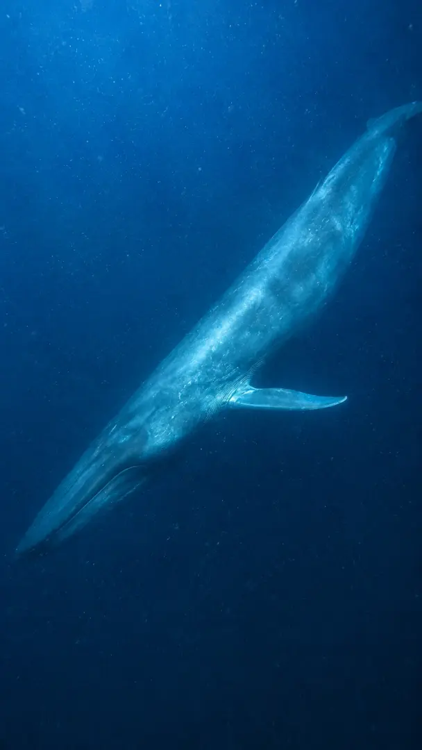 Whale Watching