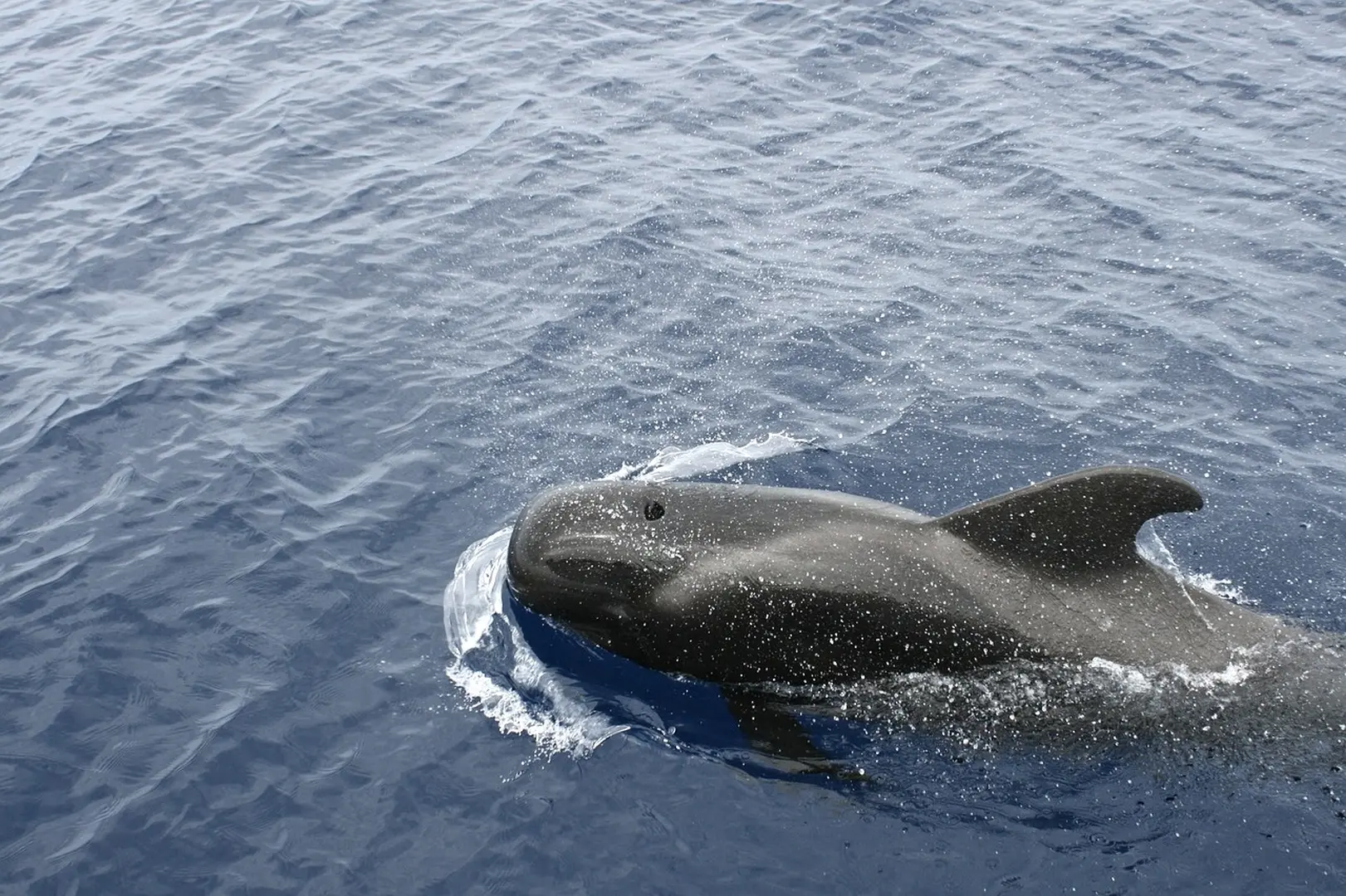 Whale Watching
